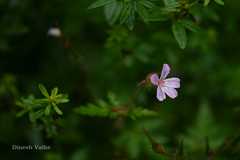 Geranium robertianum